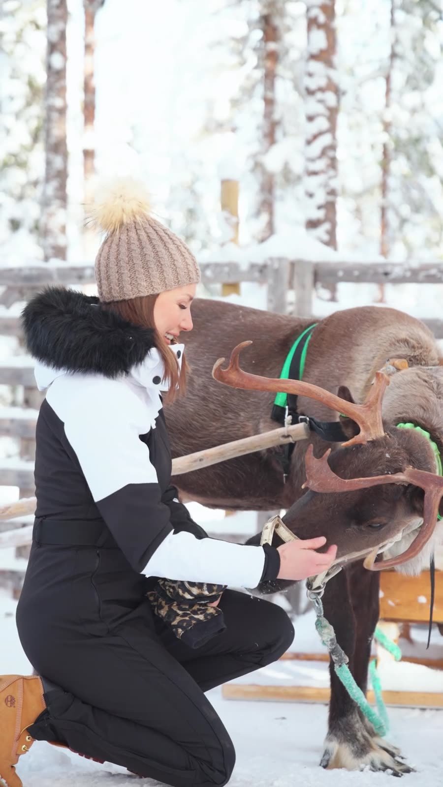 Reindeer farm visit in Lapland